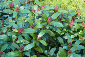 Skimmia japonica Obsession 